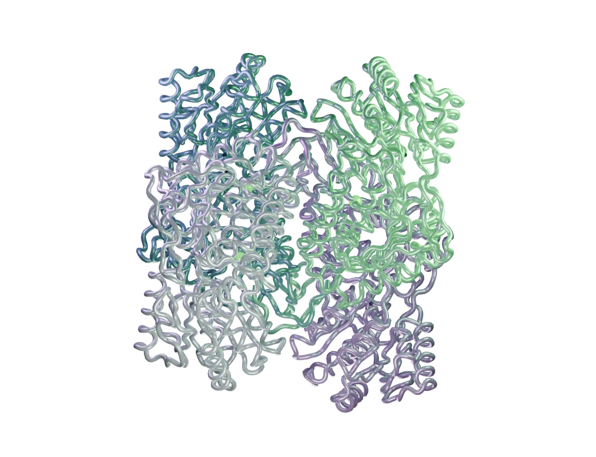ALDH2*2 protein assembly: four folded C-alpha backbone chains rendered from the public 1ZUM crystal structure.