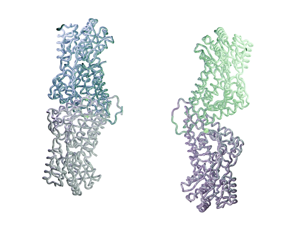 The same four ALDH2*2 subunits separated for clarity. The spacing is illustrative.